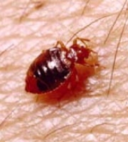 bedbug_4_manhattan_exterminator